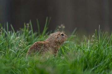 photos of animals in a wildlife reserve