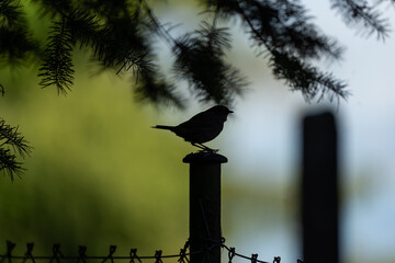 macro photography from the wild in the mountains, macro and wildlife