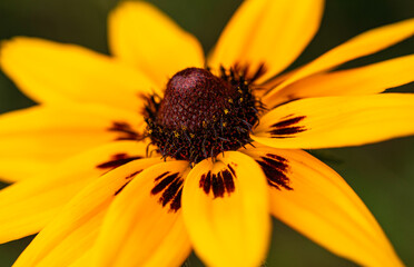 Rudbekia owłosiona - Rudbeckia hirta L. © tom