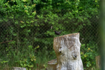 macro photography from the wild in the mountains, macro and wildlife