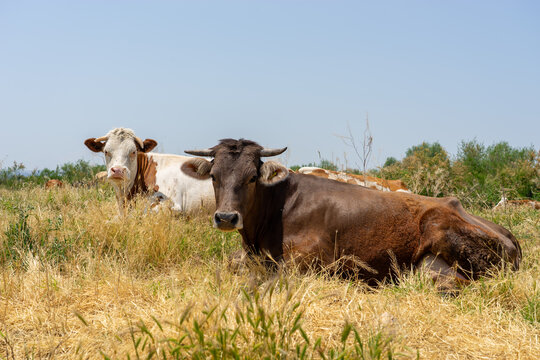 Cows resting in the dry grass of a field during a hot summer day