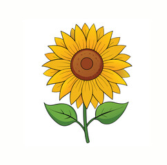 sunflower isolated on white