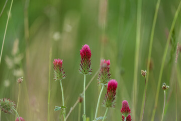 macro photography from the wild in the mountains, macro and wildlife
