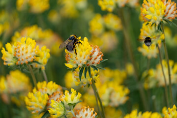 macro photography from the wild in the mountains, macro and wildlife