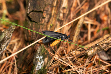 macro photography from the wild in the mountains, macro and wildlife