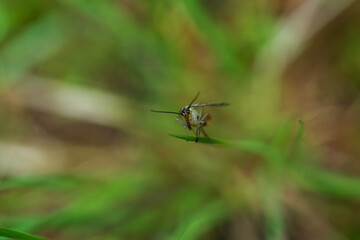 macro photography from the wild in the mountains, macro and wildlife