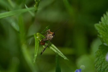 macro photography from the wild in the mountains, macro and wildlife
