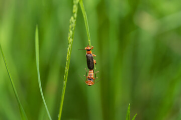 macro photography from the wild in the mountains, macro and wildlife