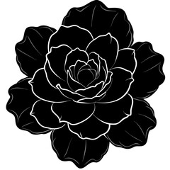 black and white rose