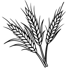 ears of wheat vector illustration