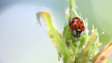 Marienkäfer Blattläuse