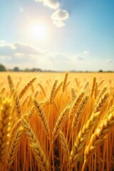Golden wheat field shimmering under a summer sun, swaying gently in a light breeze Vast expanse of ripe, golden grain ready for harvest Peaceful rural landscape , harvesting, panoramic
