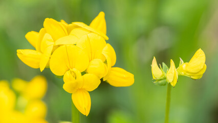 Gewöhnlicher Hornklee