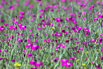 Pink flowers of Lychnis coronaria in the meadow
