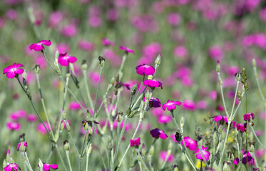 Pink flowers of Lychnis coronaria in the meadow
