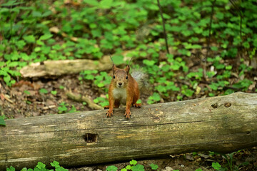 Beautiful squirrel in a summer forest.
