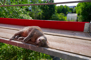 You will see a short video of a male gray senior tabby cat enjoying scaffolding while the construction workers are away. Video shot June 8th, 2025, Zurich, Switzerland.