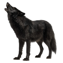 Obraz premium A full body shot of a white wolf howling with its head tilted back on a white background isolated out