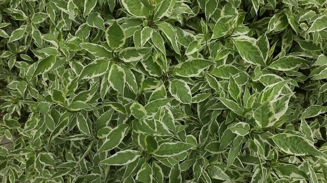 A close-up of the lush, variegated foliage of Cornus alba 'Elegantissima' (Siberian dogwood) swaying in a gentle breeze. The leaves are green with white edges, a theme of nature, gardening, background
