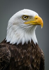 Obraz premium Close-up Portrait of a Bald Eagle Against a Grey Background