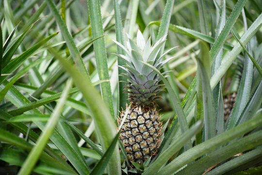 Tropical Young Pineapple on the Tree
