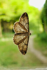 The underside of Peribatodes Secondaria (The Feathered Beauty) as seen on a window with the sun shining through its wings
