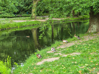 Serene Park Lake Ducks in Their Natural Habitat
