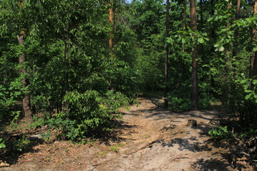 Fototapeta premium Mysterious forest trail