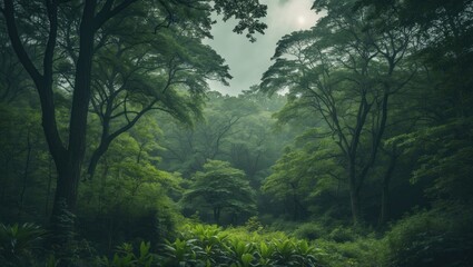 Obraz premium Lush green forest scene with tall trees and dense foliage, showcasing the tranquility of nature.