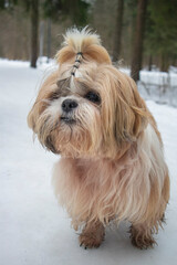 shih tzu dog walks along a snowy road in a park in winter 