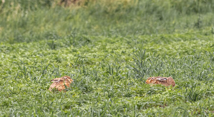 rabbits on the field