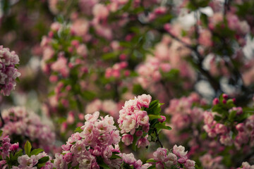 Full frame nature texture background of beautiful pink and white blossoms on a crabapple tree in full bloom, also known as Malus sylvestris, or paradise apple. 