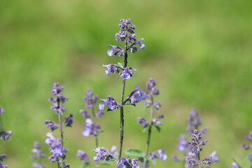 Blue flowers of Faassen's catnip (Nepeta faassenii) in summer garden