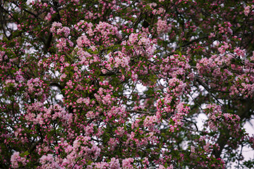 Full frame nature texture background of beautiful pink and white blossoms on a crabapple tree in full bloom, also known as Malus sylvestris, or paradise apple. 