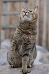 European shorthair tabby cat sitting and staring upwards with curiosity, possibly at a bird or other interesting sight, in a relaxed and playful manner