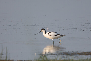 Kılıçgaga » Pied Avocet » Recurvirostra avosetta