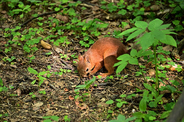 Beautiful squirrel in the morning in the summer forest.