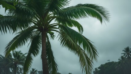 Fototapeta premium Tropical palm tree at daylight on a cloudy sky background. Nature and tropical vegetation, landscape, summer, outdoor.