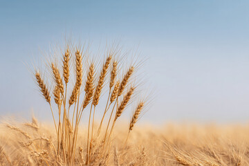 Naklejka premium serene wheat field with golden ears swaying gently under clear blue sky