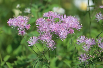 Pink flowers of Siberian columbine meadow-rue (Thalictrum aquilegiifolium) plant in summer garden