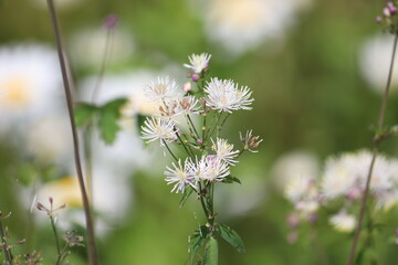 White flowers of Siberian columbine meadow-rue (Thalictrum aquilegiifolium) plant in summer garden