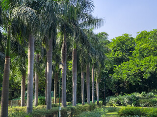 Palm trees lining a walkway in a tropical park in Delhi. Symmetrical path surrounded by lush green