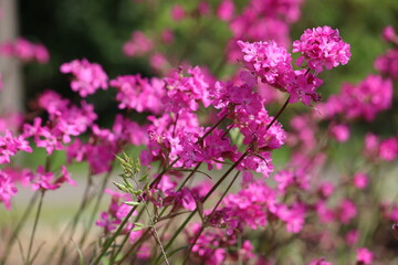 Fototapeta premium Pink flowers of sticky catchfly (Viscaria vulgaris) plant in summer garden