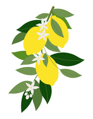 Obraz premium Branch with ripe lemons on white background, poster design, paintings, decor, menu. Tropical vector illustration.