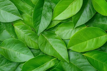 Fototapeta premium Fresh green leaves creating natural pattern background, vibrant foliage texture with overlapping organic shapes for environmental and nature concepts.