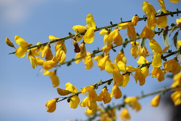 Yellow flowers of Common broom (Cytisus scoparius) in summer garden