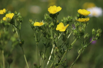 Obraz premium Yellow flowers of Slender cinquefoil (Potentilla gracilis) in summer garden