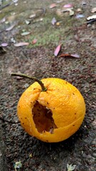 Photo of Rotten Orange Fruit Eaten by Insects