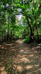 Path in the middle of the green forest