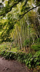 Japanese Bamboo Grove Photo